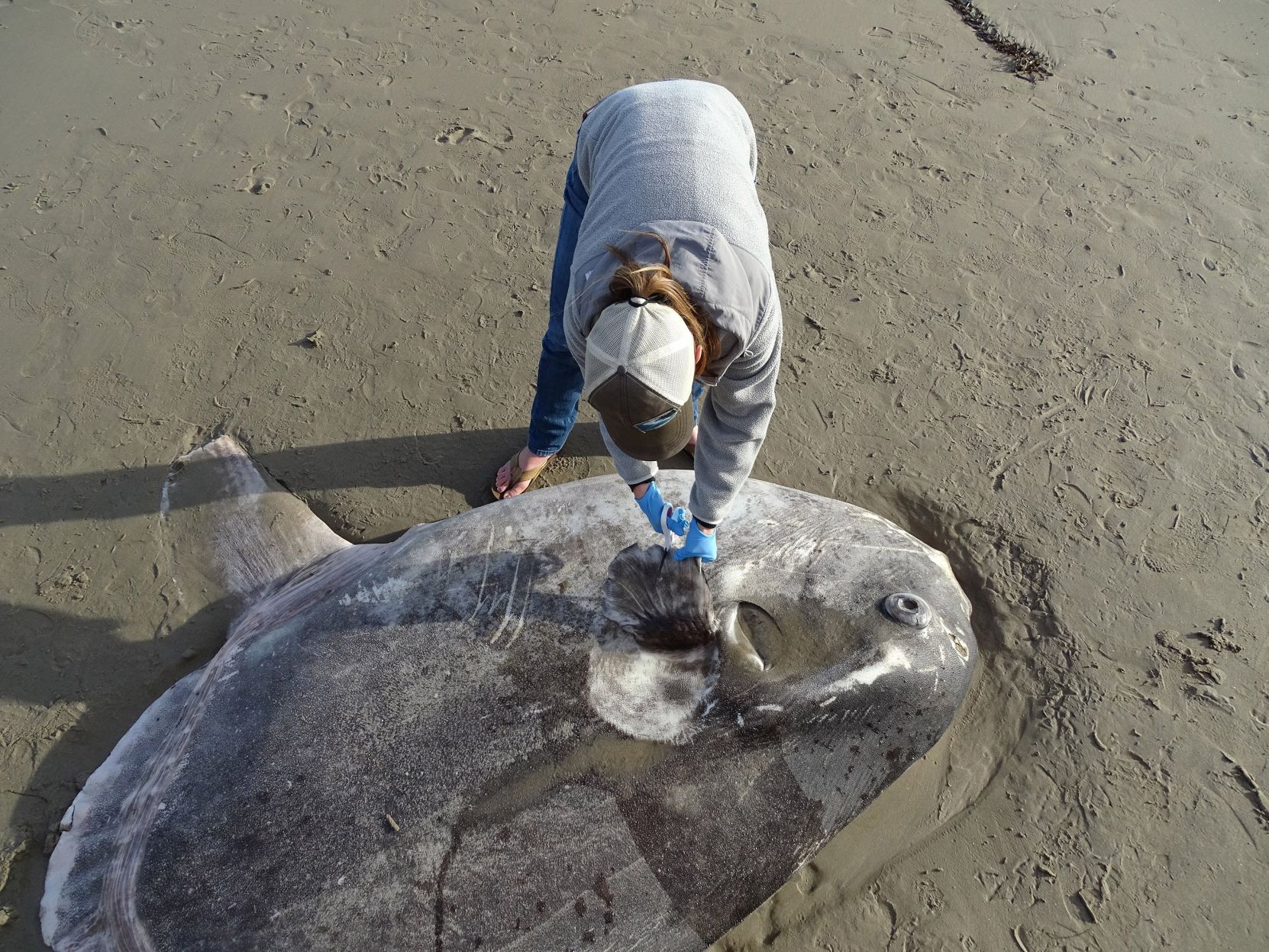 Hoodwinker sunfish